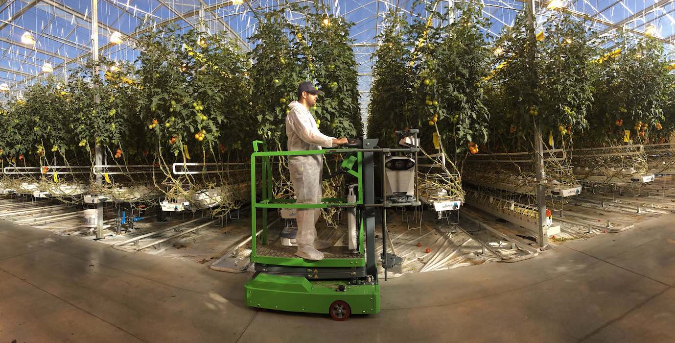 Employee working in a tomato greenhouse 
