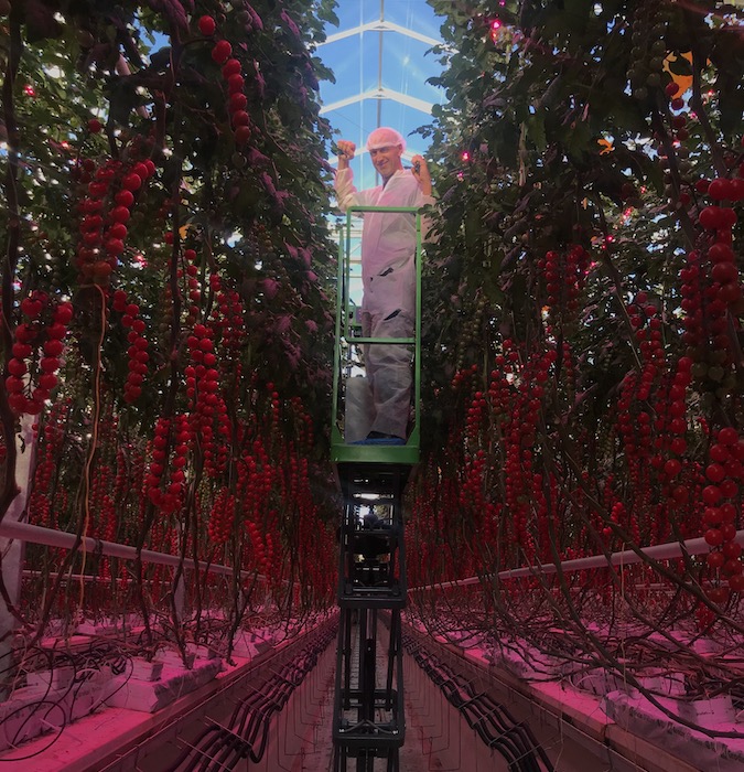 Employee scouting crops in a greenhouse with vertical farming. 