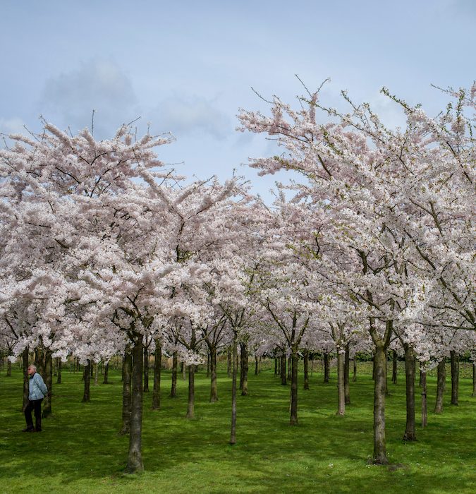 Blossom trees in Amsterdam. 