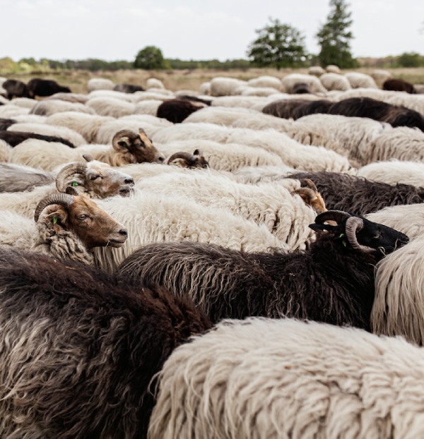 Sheeps. 