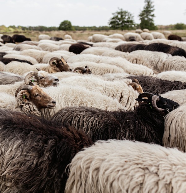 Sheeps.