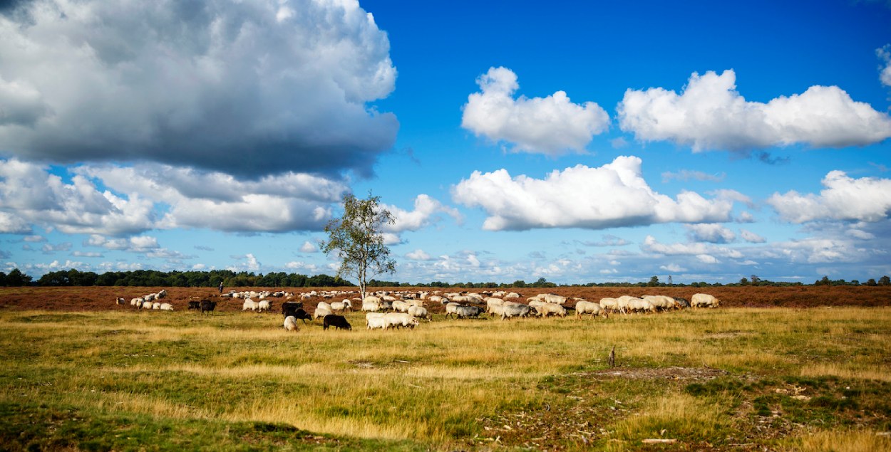 Grassland with sheeps in Drenthe. 