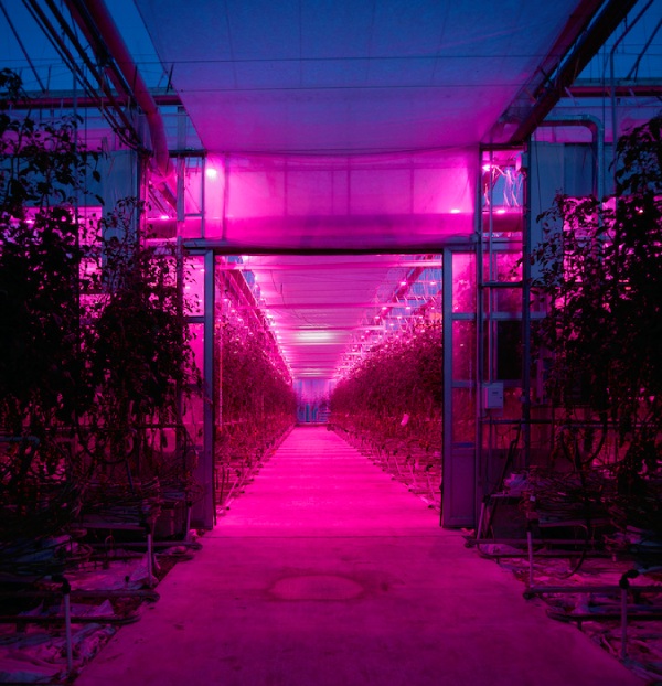 Picture of a greenhouse with purple lights