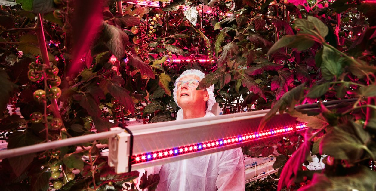 A man working in the greenhouse