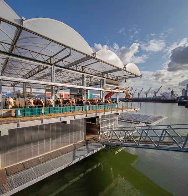 Floating dairy farm with cows 