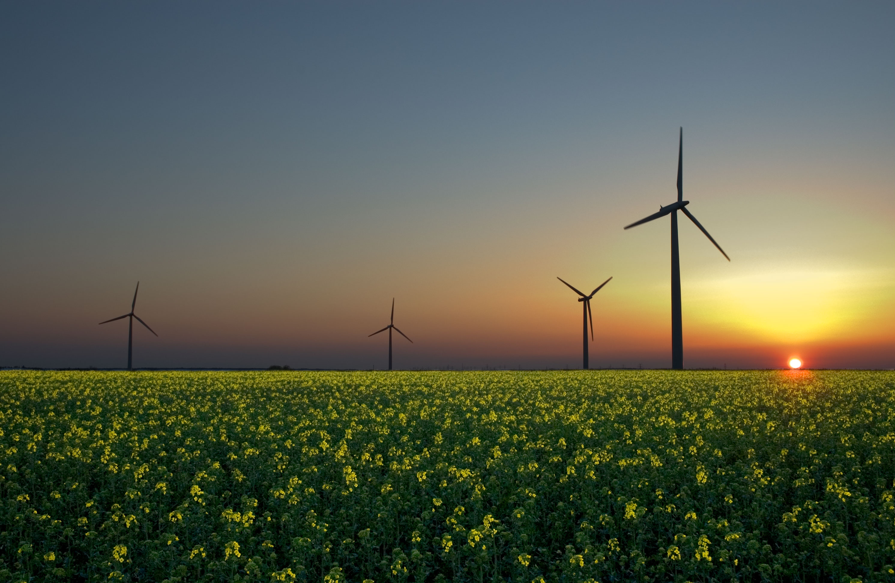 Windmills in Dutch landscape 